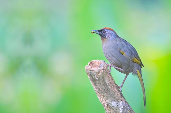 Castaño coronado Laughingthrush ave — Foto de Stock