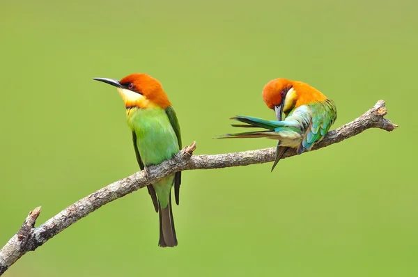 Mangeur d'abeilles Oiseaux — Photo