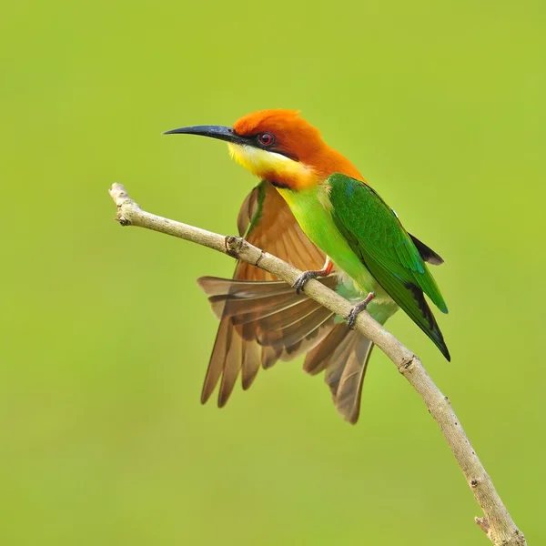 Abeja comedora pájaro — Foto de Stock