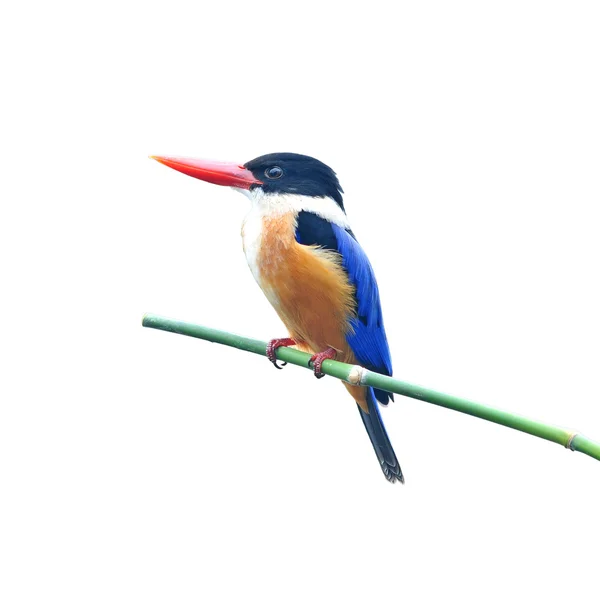 Black-capped Kingfisher — Stock Photo, Image