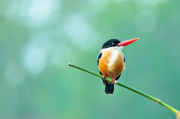 Black-capped Kingfisher — Stock Photo, Image