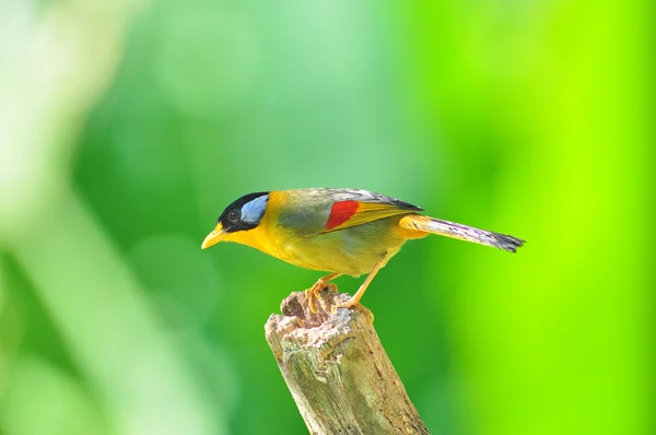 Oiseau doré (Mésie à oreilles argentées ) — Photo