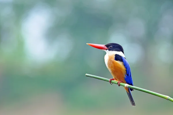 Kingfisher preto-tampado — Fotografia de Stock