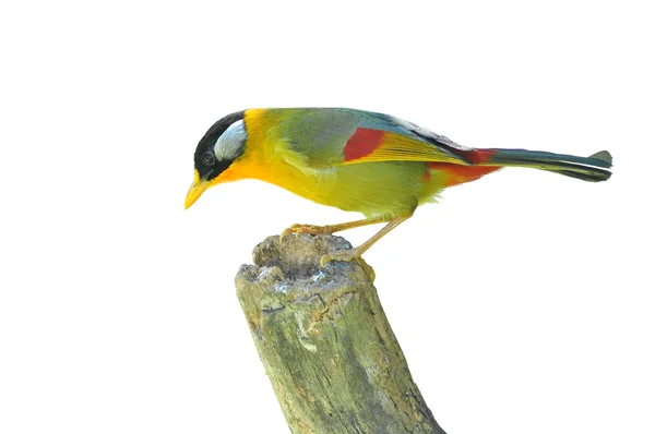 Golden bird (silver-eared mesia) — Stockfoto