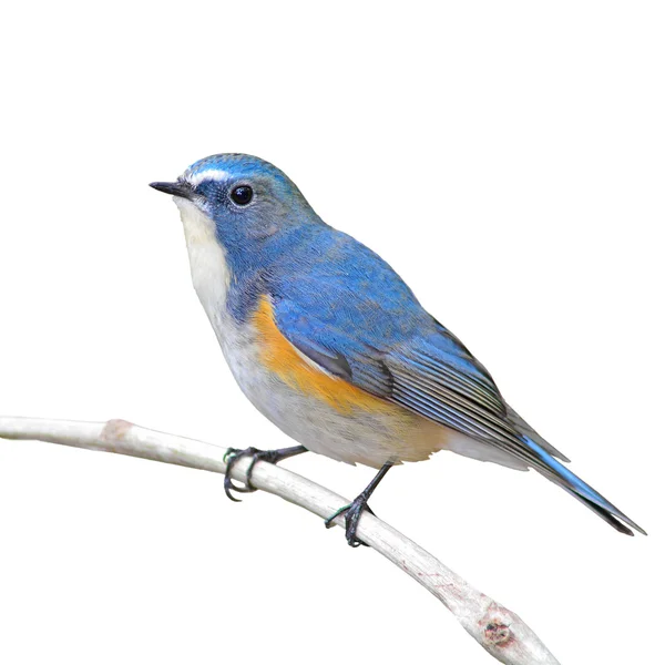 Red-flanked Bluetail bird — Stock Photo, Image