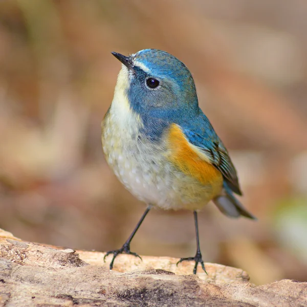 Rotflankenbluetail-Vogel — Stockfoto