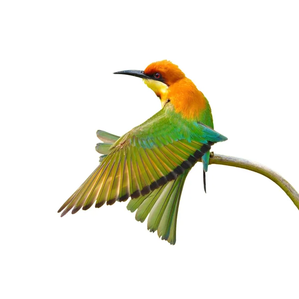 Bee eater ptak — Zdjęcie stockowe