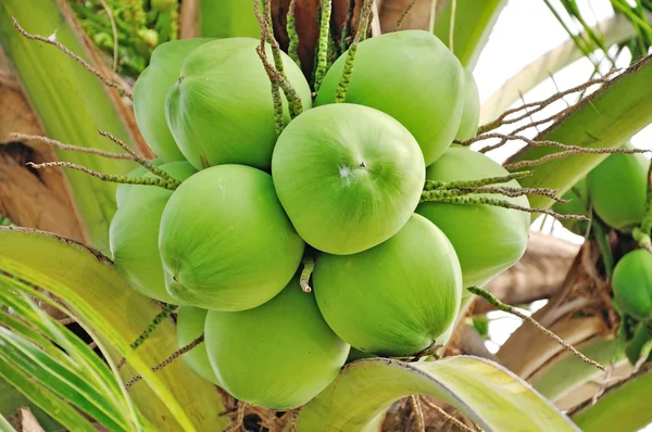 Coco verde — Fotografia de Stock