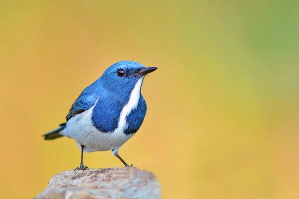 Ultramarine Flycatcher bird — Stock Photo, Image