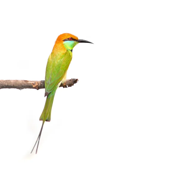 Grön biätarezelený bee-eater — Stock fotografie