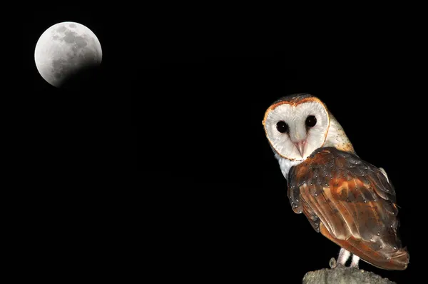 Barn Owl — Stock Photo, Image