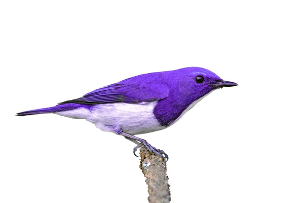 Renkli kuş — Stok fotoğraf