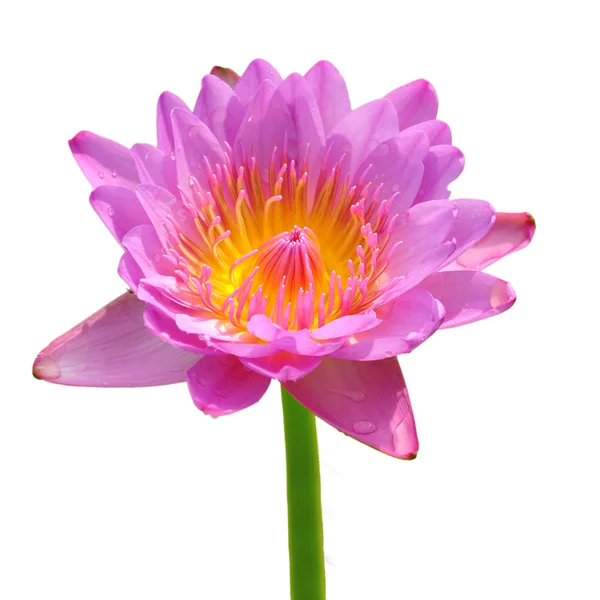 Różowy kwiat lotosu — Zdjęcie stockowe