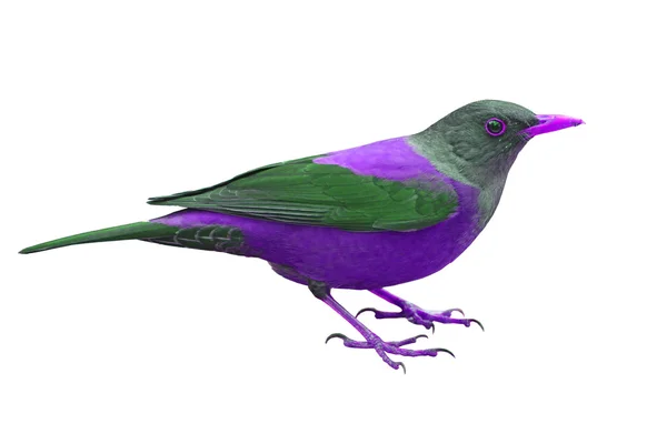Oiseau coloré — Photo