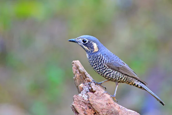 Kastanj-bellied rock-trast — Stockfoto