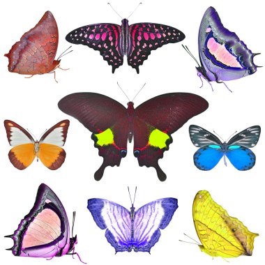 Kelebek koleksiyonu
