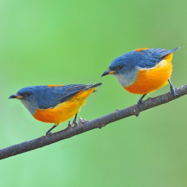 flowerpecker turuncu karınlı kuş