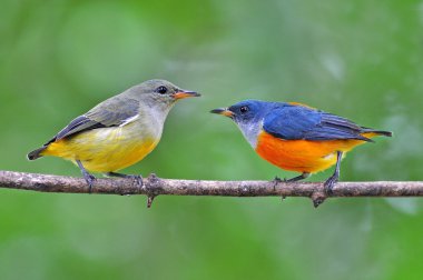 flowerpecker turuncu karınlı kuş