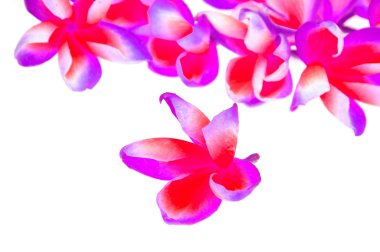 Frangipani