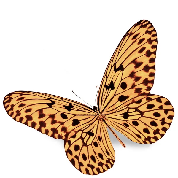 Orange butterfly — Stock Photo, Image