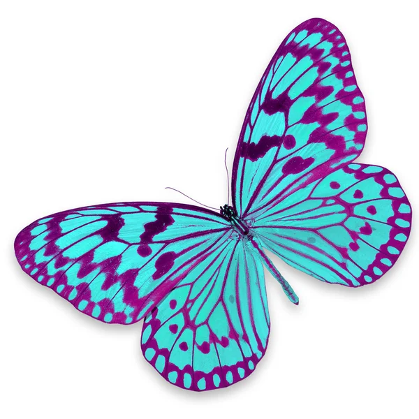 Pink and blue butterfly — Stock Photo, Image