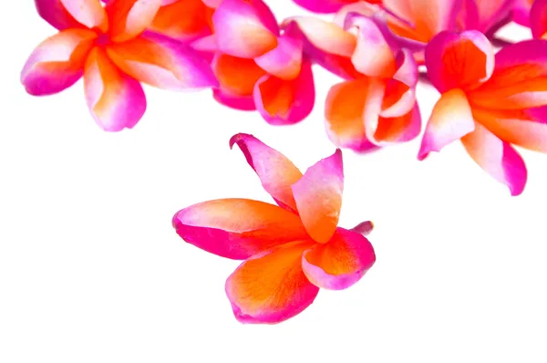 Frangipani — Stock Photo, Image