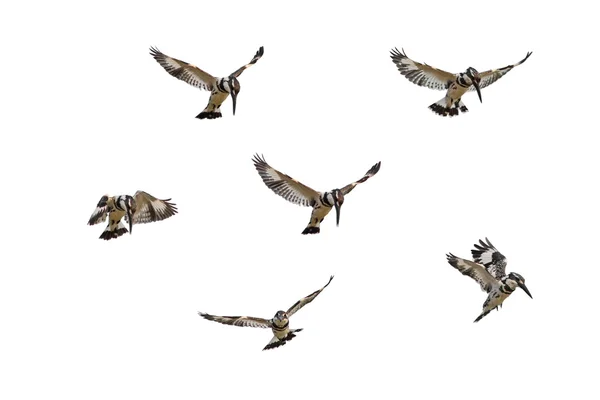 Ijsvogel zweven — Stockfoto