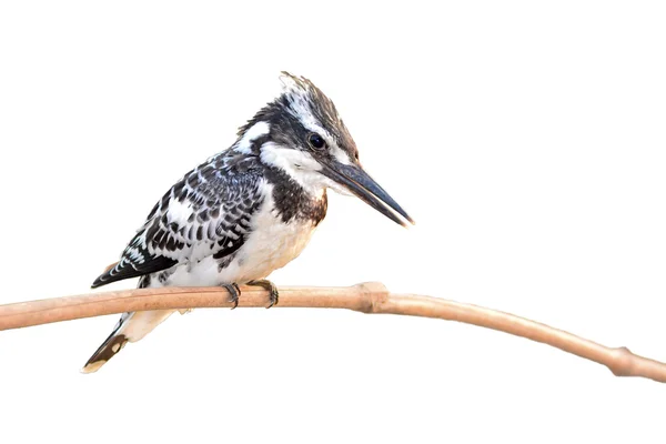 Pied kingfisher — Stock Photo, Image