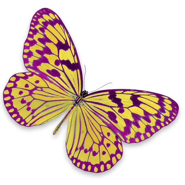 Pink and yellow butterfly — Stock Photo, Image