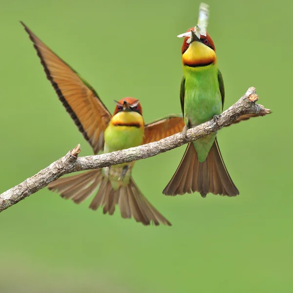 Mangeur d'abeilles Oiseau — Photo