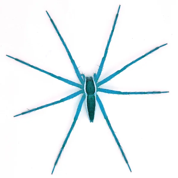 Blå spindel — Stockfoto