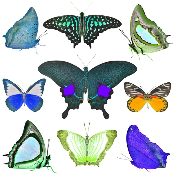 Colección Mariposas —  Fotos de Stock