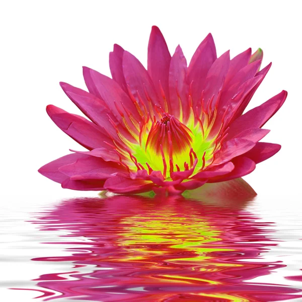 Beautiful pink lotus flower floating in water — Stock Photo © nilaya
