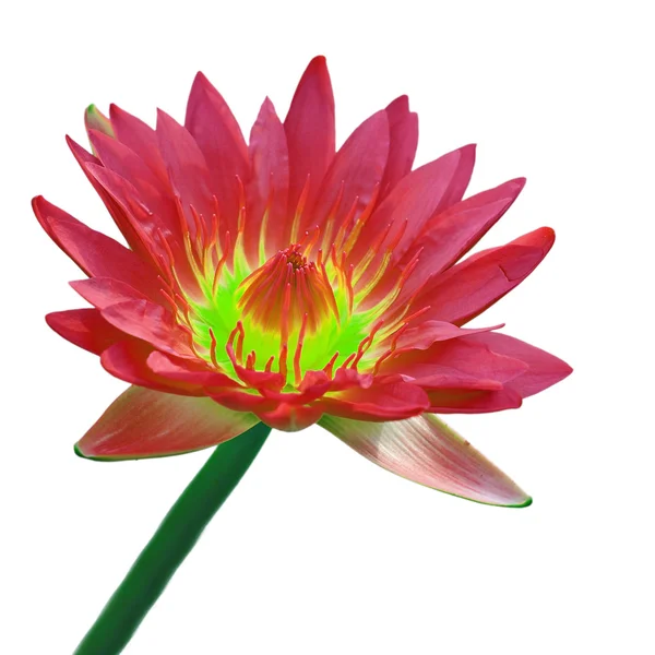 Vackra lotus — Stockfoto