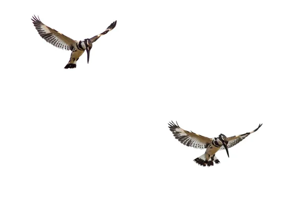 Kingfisher hovering — Stock Photo, Image