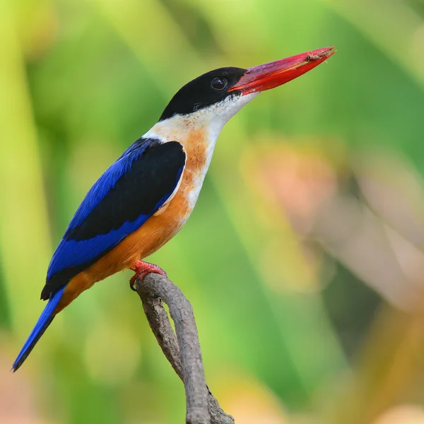 Siyah şapkalı kingfisher kuş — Stok fotoğraf