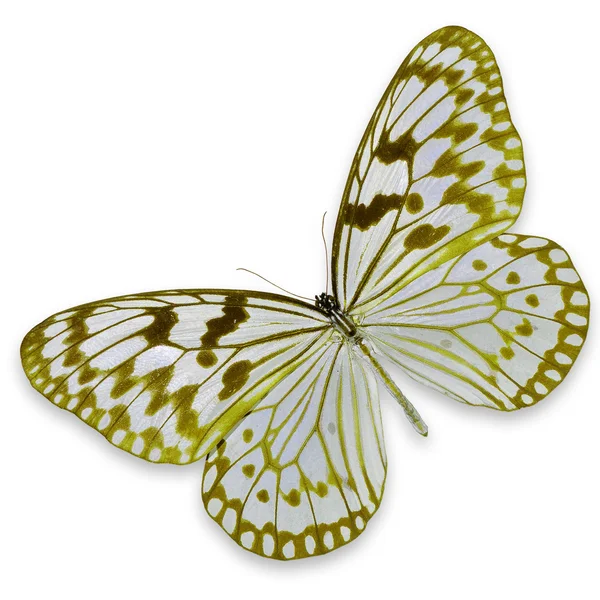 Yellow and white butterfly — Stock Photo, Image