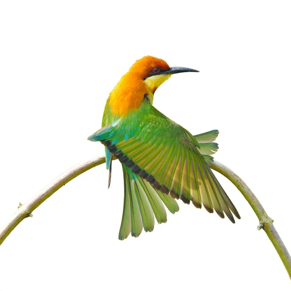 Bee eater ptak — Zdjęcie stockowe