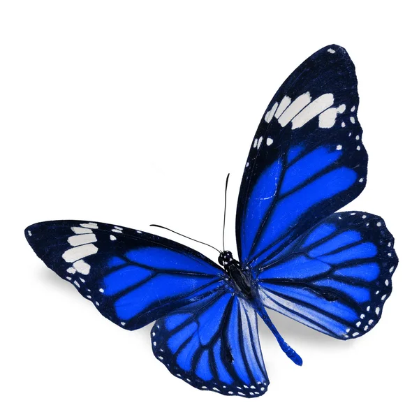 Blue butterfly — Stock Photo, Image