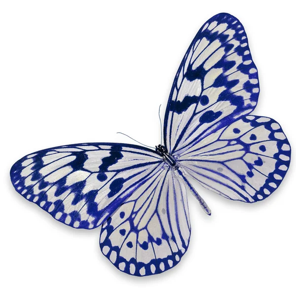 Farfalla bianca e blu — Foto Stock