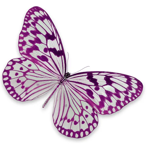 Розовая и белая бабочка — стоковое фото