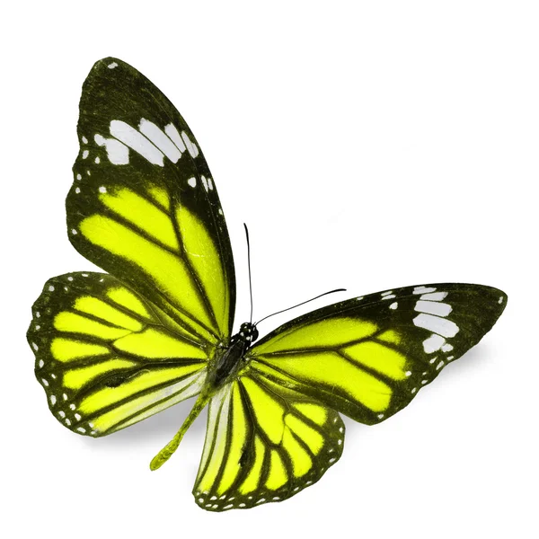 Mariposa amarilla — Foto de Stock