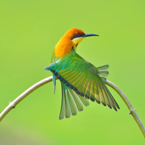 Bee eater ptak — Zdjęcie stockowe