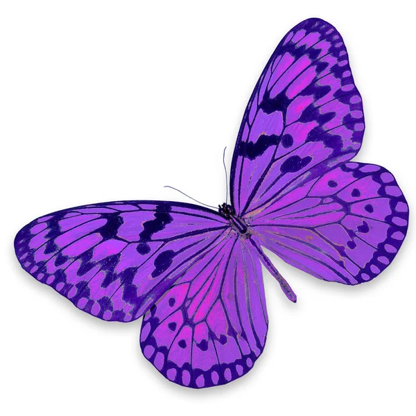 紫色蝴蝶 — 图库照片