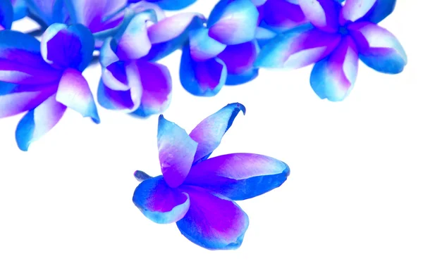 Frangipani — Stock Photo, Image