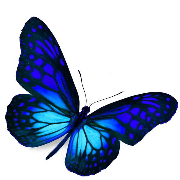 Blue butterfly — Stock Photo, Image