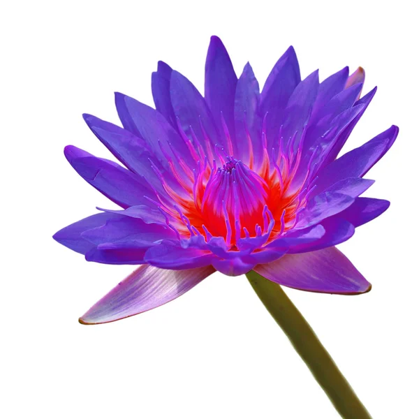 Vackra lotus — Stockfoto