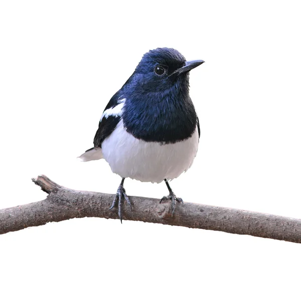 Oriental Magpie Robin pássaro — Fotografia de Stock