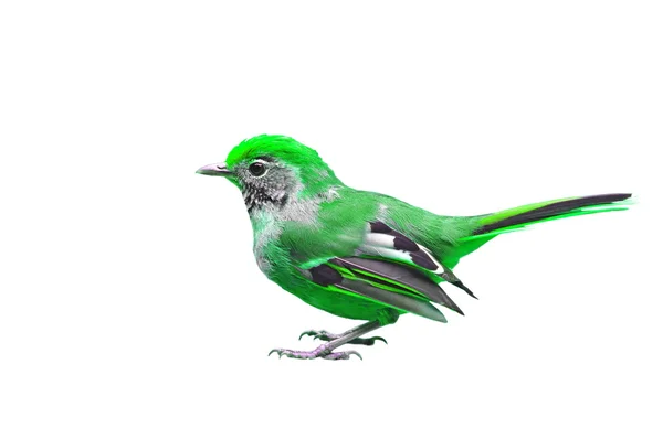 Vacker färgglad fågel — Stockfoto