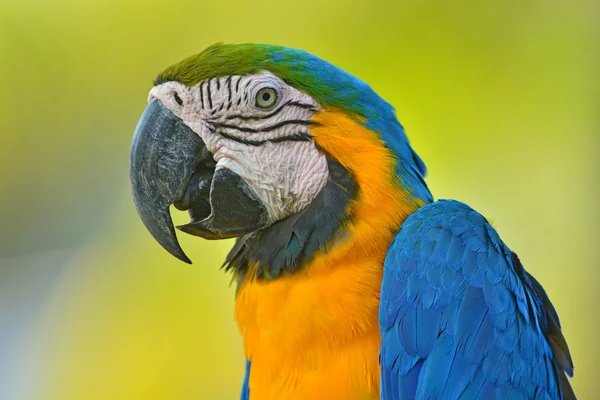 Macaw — Stock Photo, Image